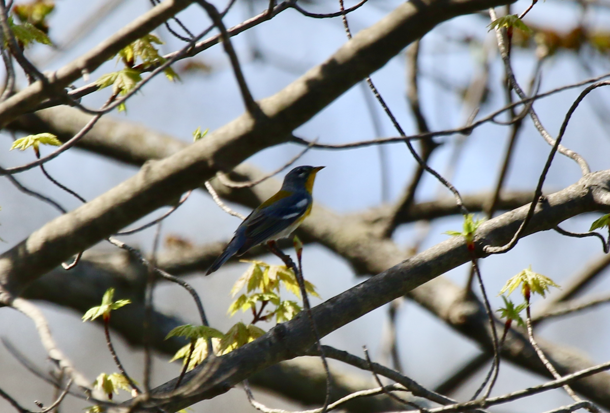 Northern Parula - Joe Haemmerle