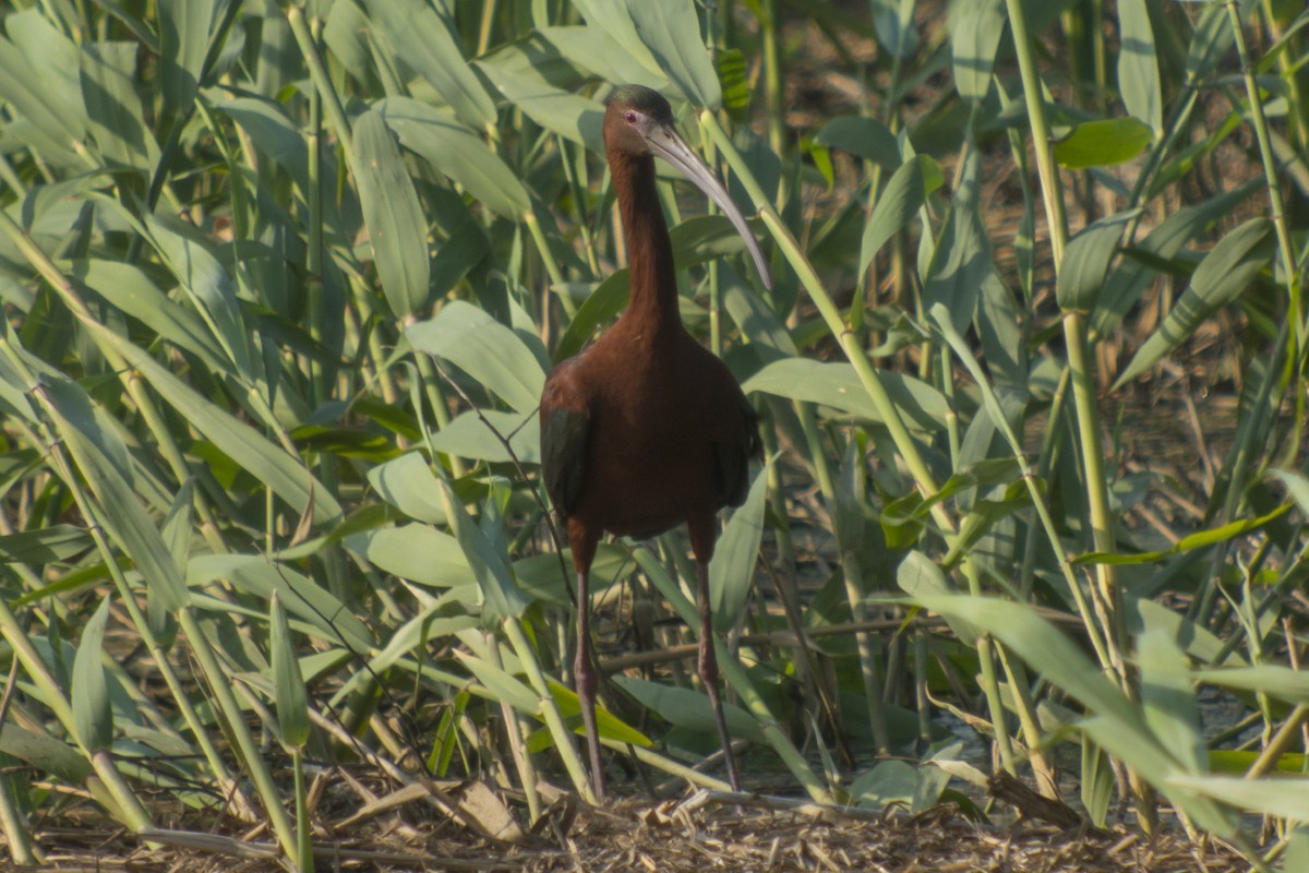 Glossy x White-faced Ibis (hybrid) - ML97801731