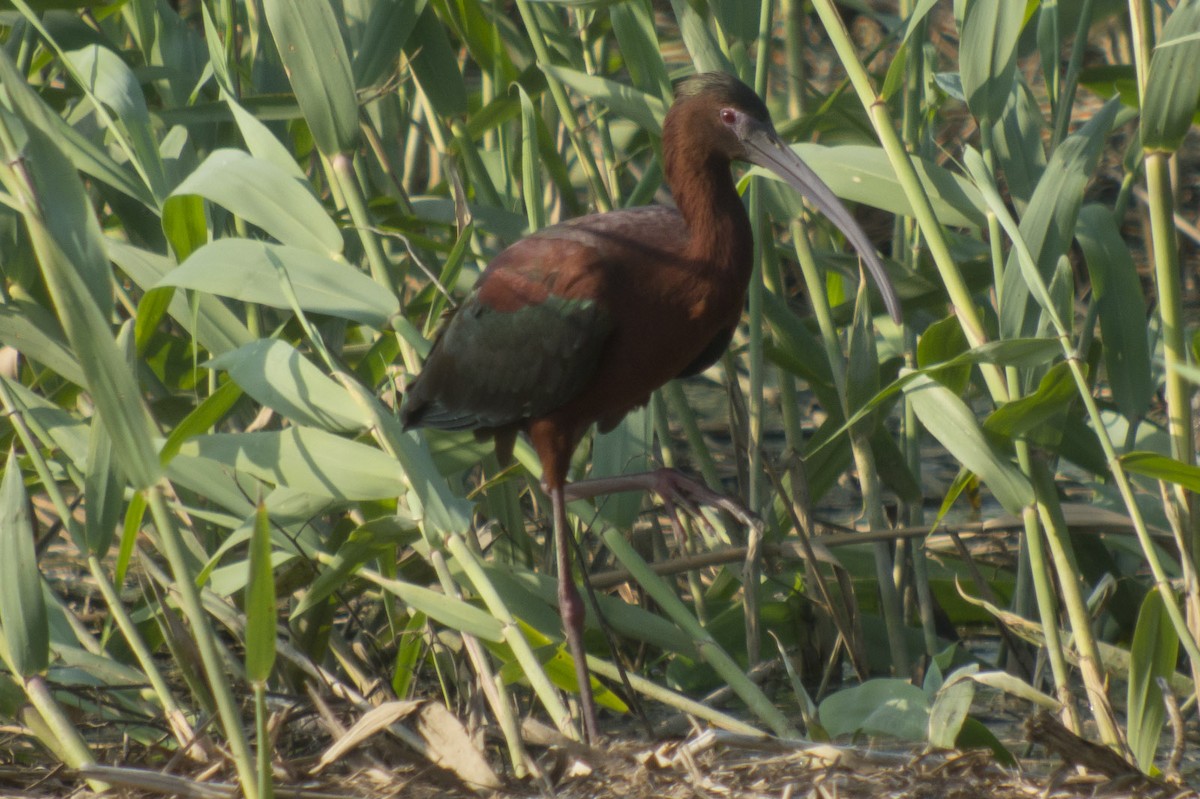 Glossy x White-faced Ibis (hybrid) - ML97801741