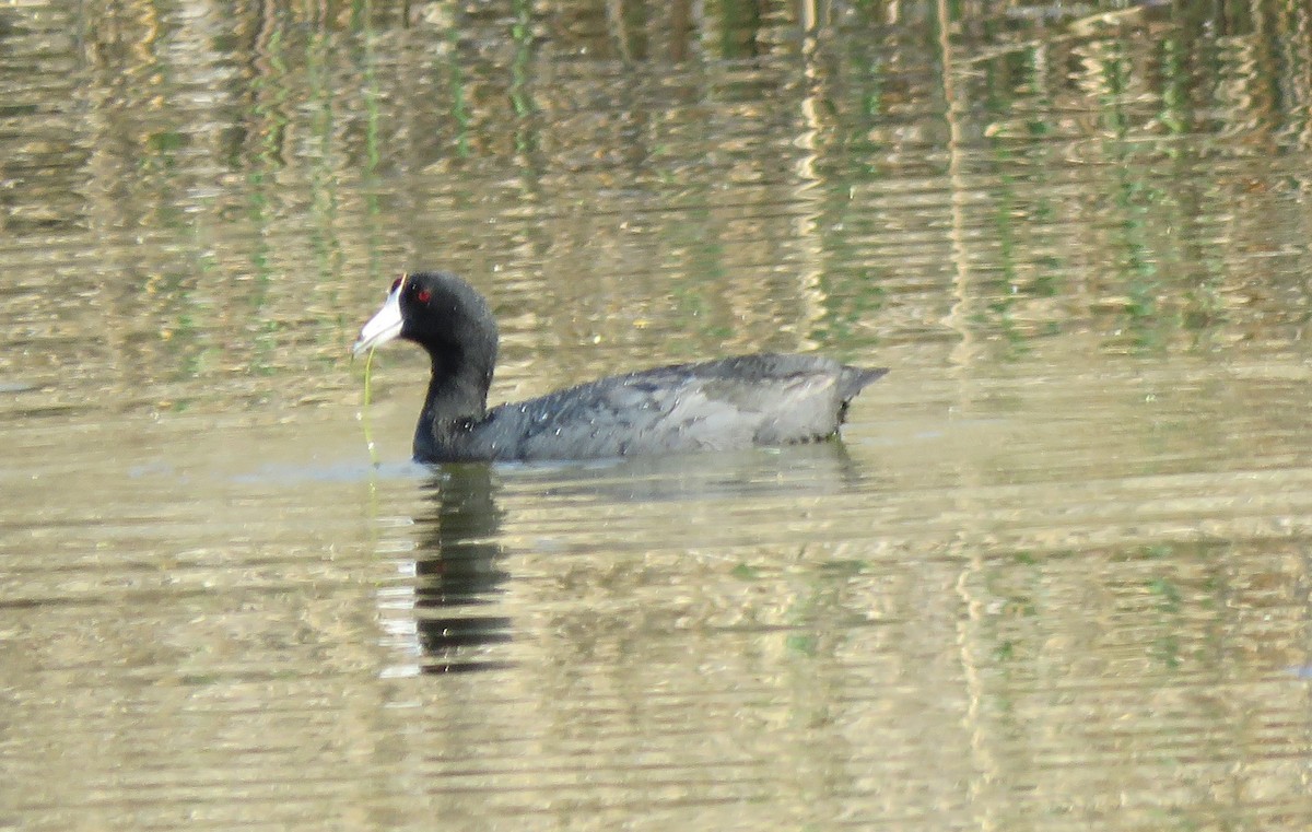 American Coot - ML97805271