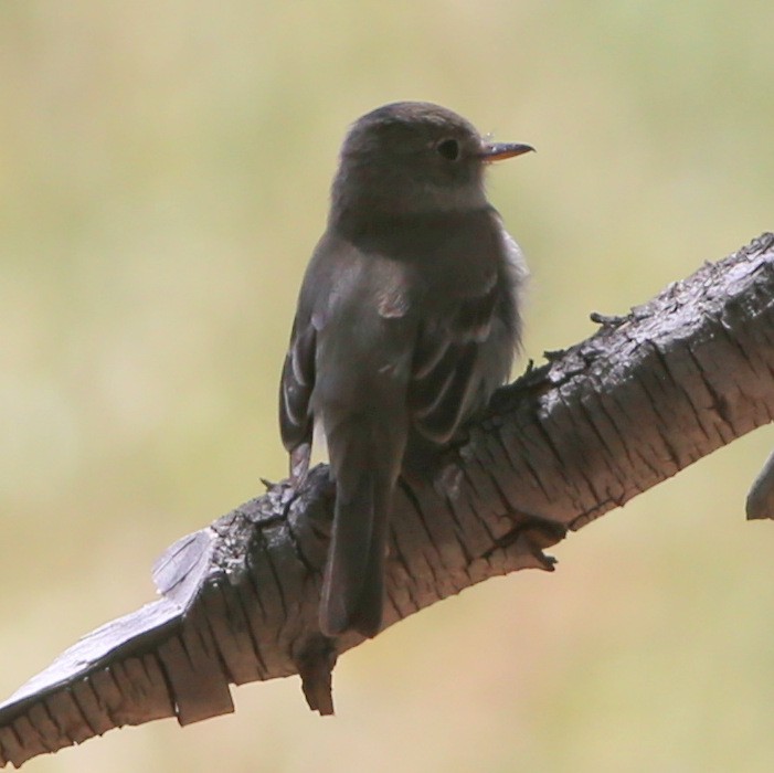 Gray Flycatcher - ML97806971