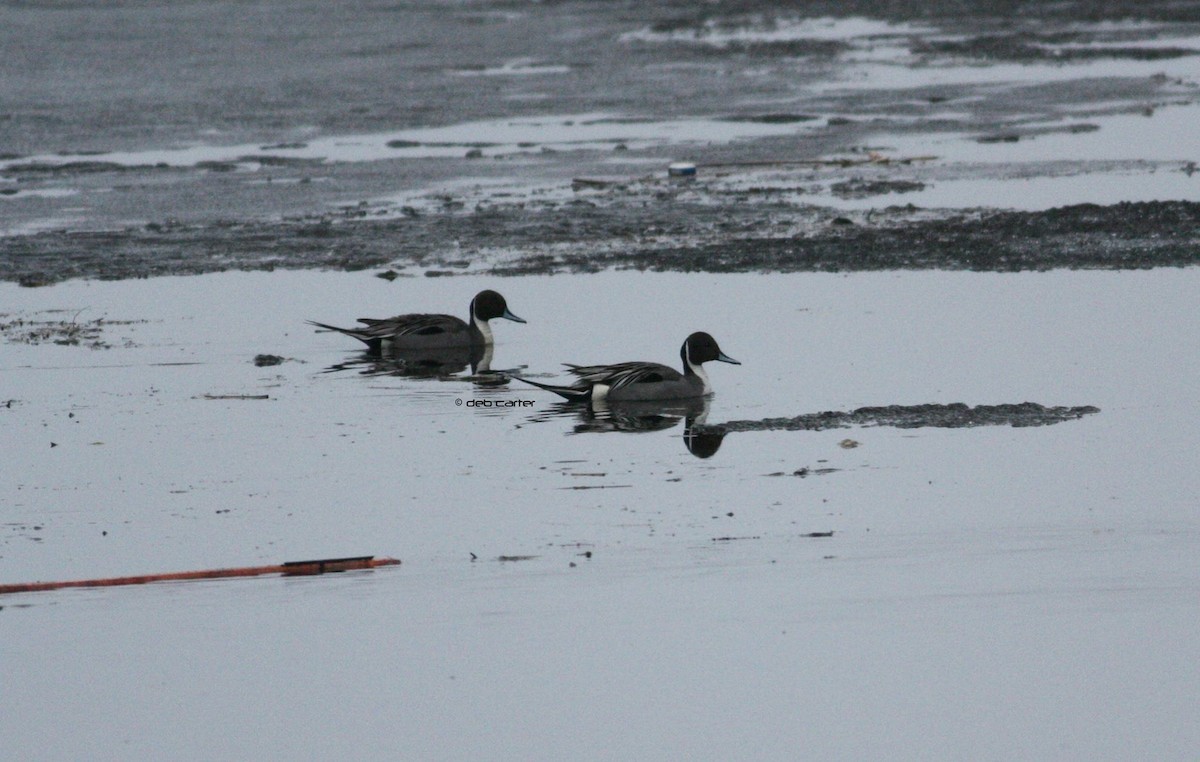 Northern Pintail - ML97807161