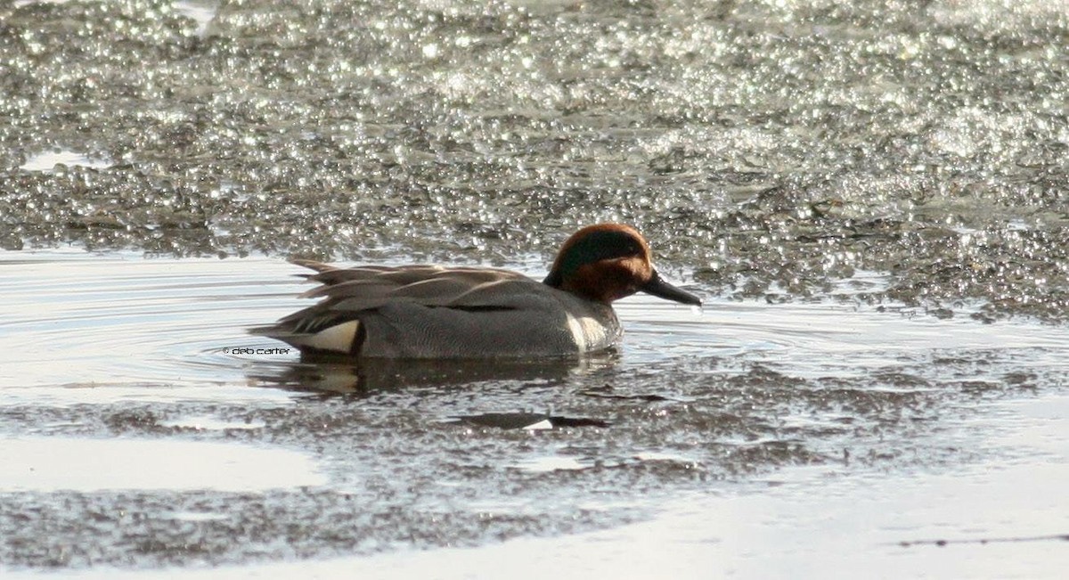 Green-winged Teal - ML97807271