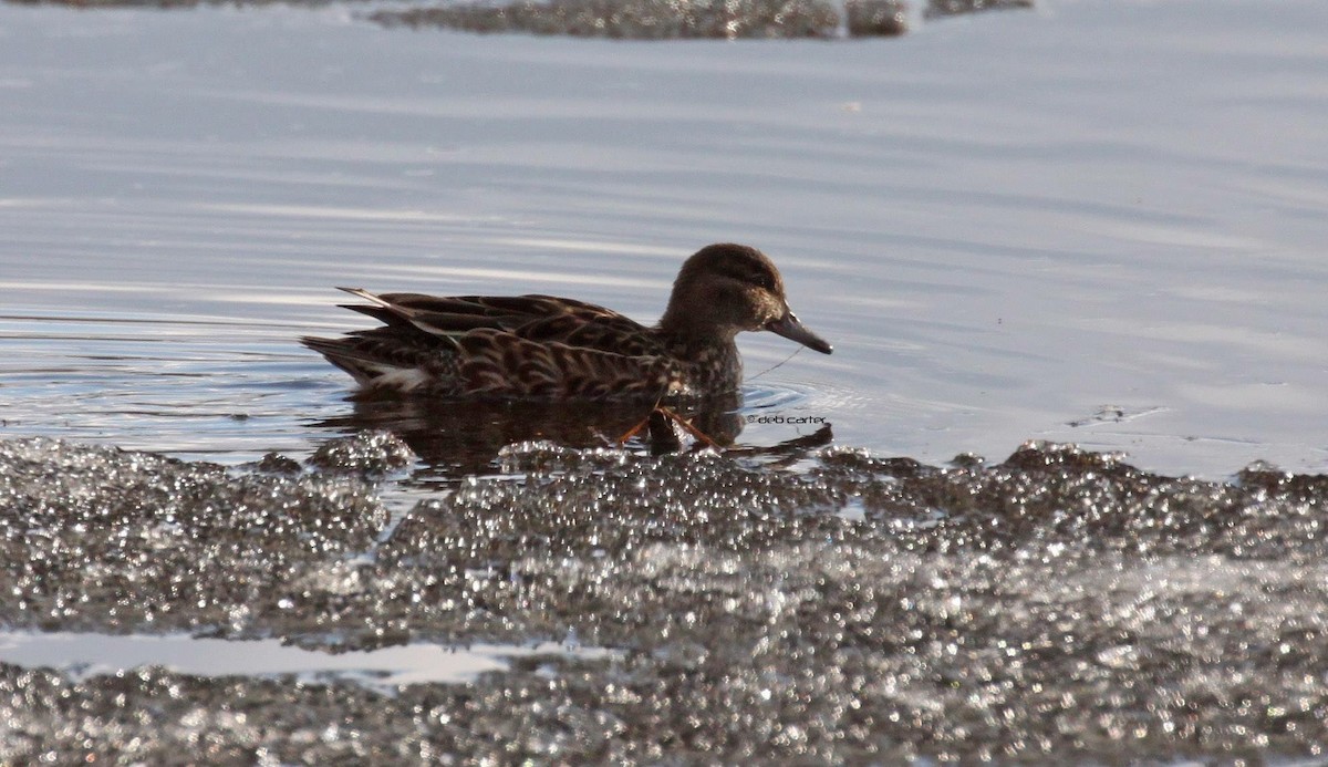 Green-winged Teal - ML97807291
