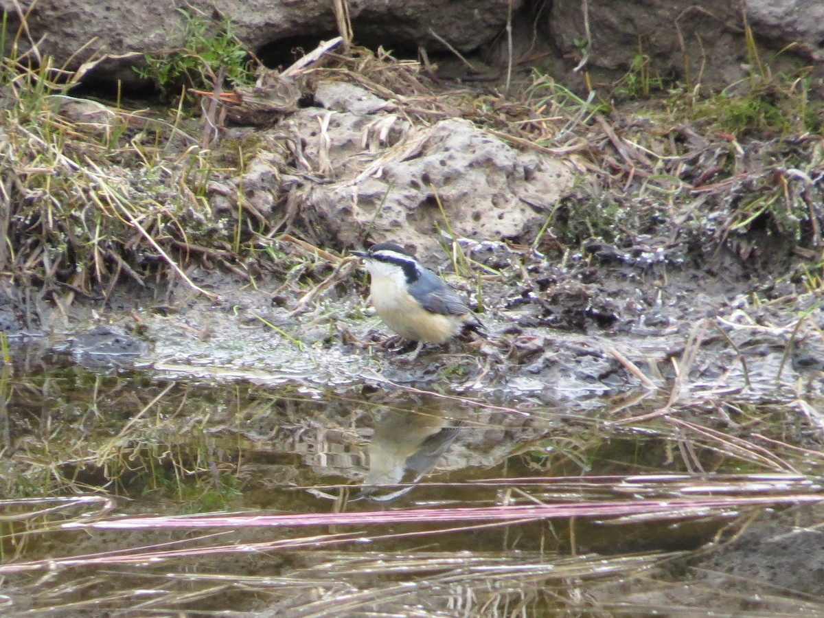 Red-breasted Nuthatch - ML97808931