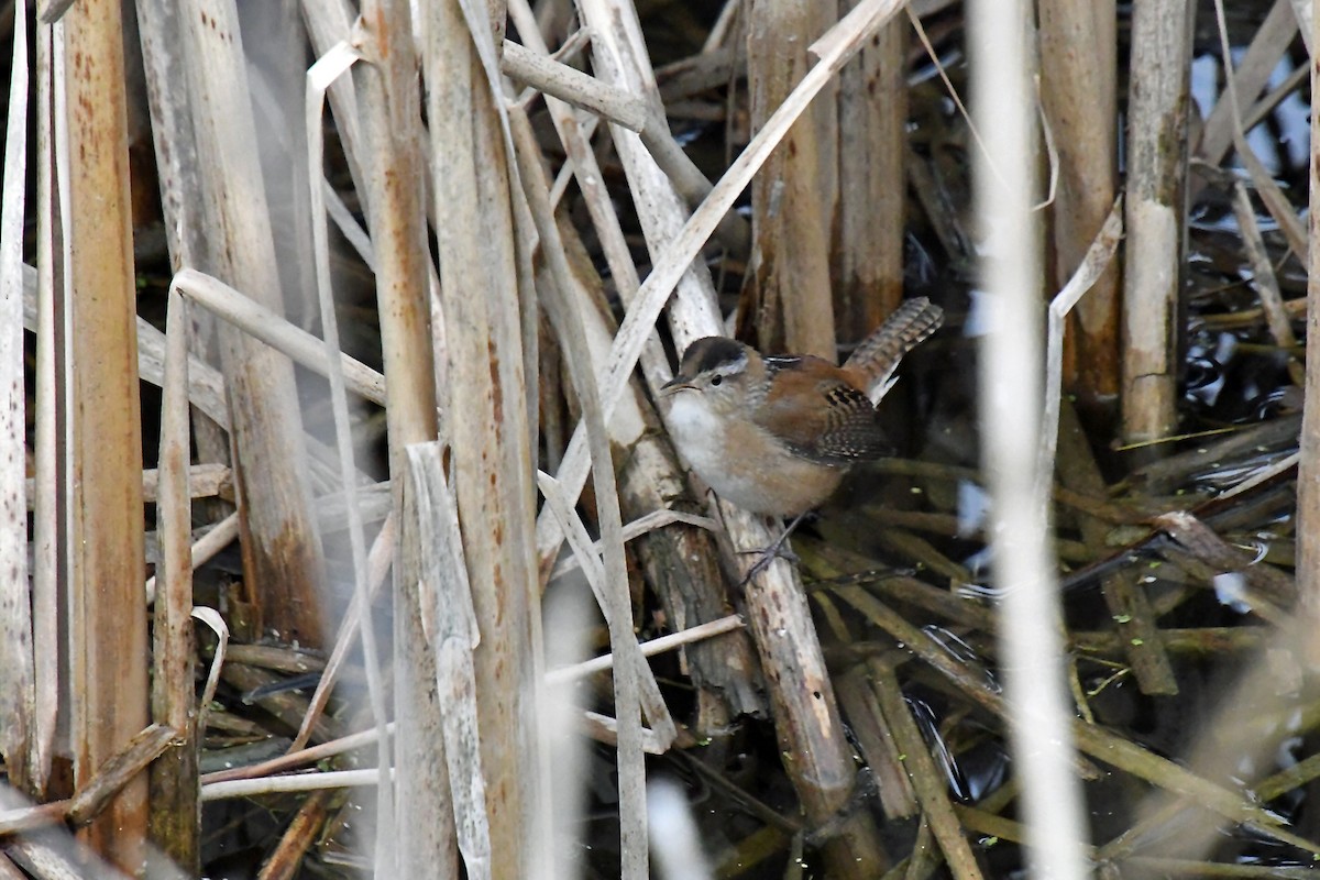 Marsh Wren - ML97809831