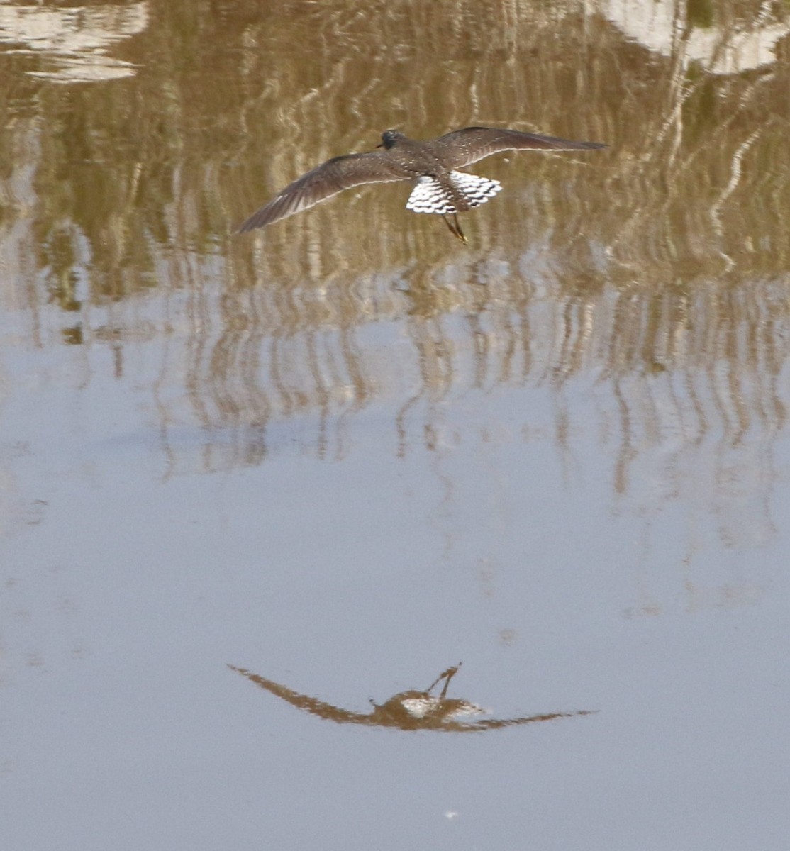 Solitary Sandpiper - ML97810051