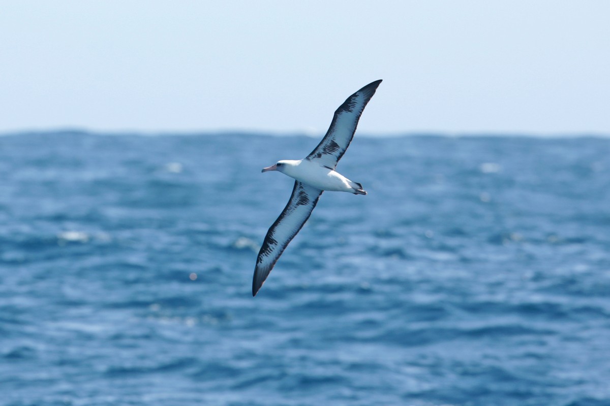 Laysan Albatross - Aaron Maizlish