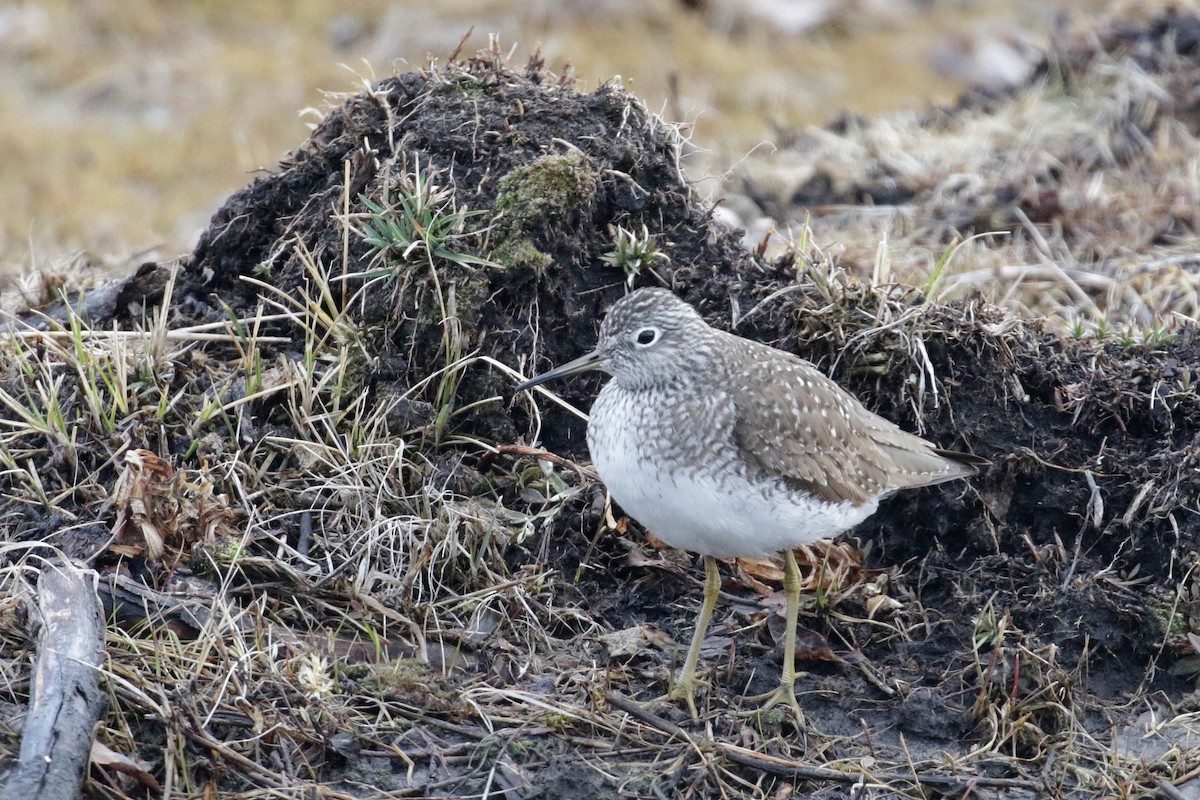 Solitary Sandpiper - Cameron Eckert