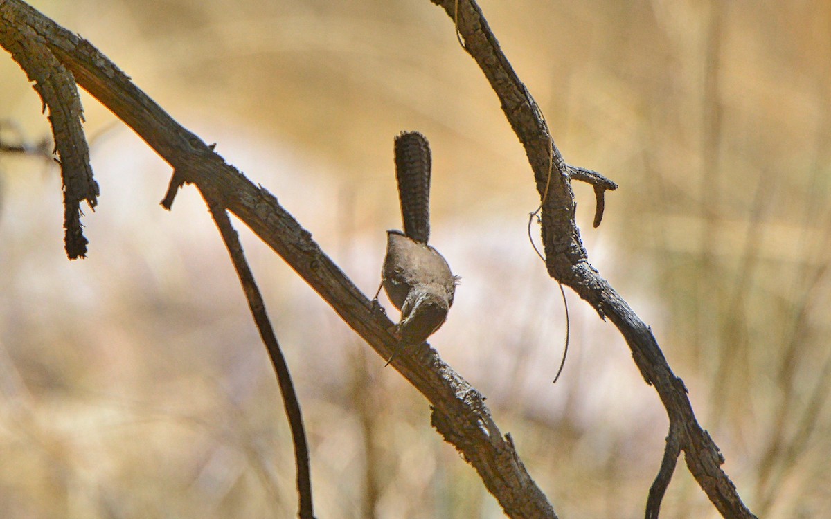 Bewick's Wren - ML97813631