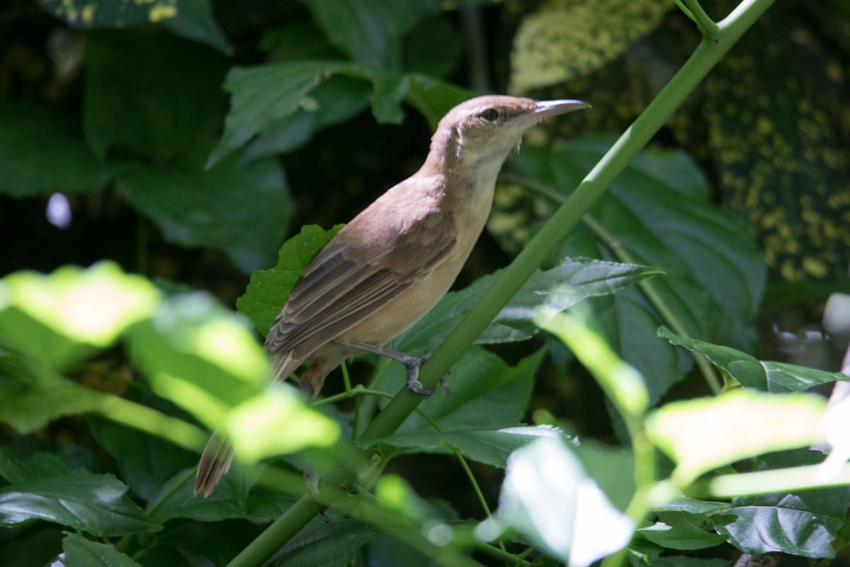 Tuamotu Reed Warbler - ML97813981