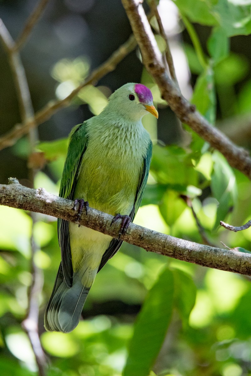 Makatea Fruit-Dove - ML97813991