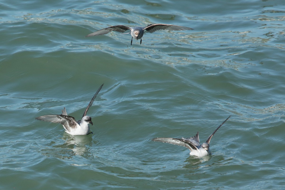 Fork-tailed Storm-Petrel - ML97814261