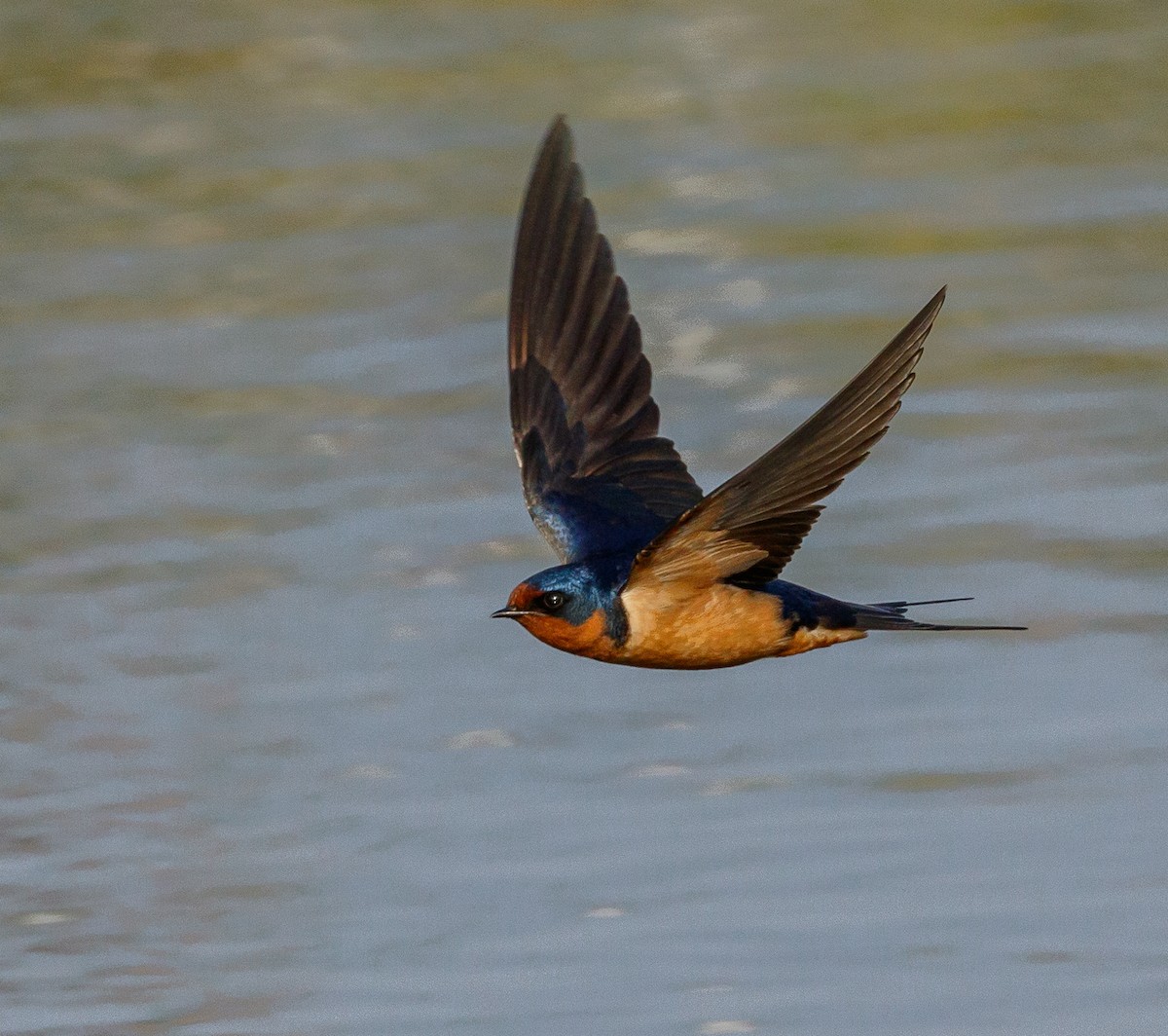 Barn Swallow - ML97814461