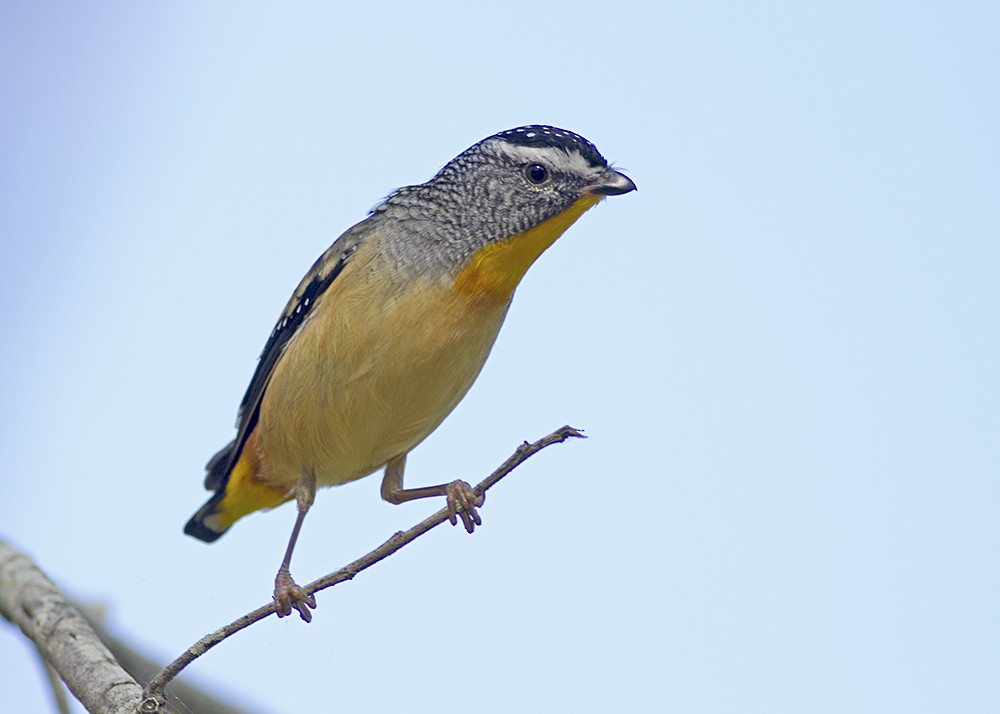 Fleckenpanthervogel - ML97814781