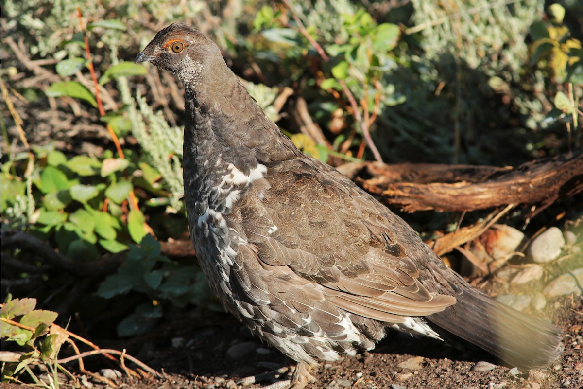 Dusky Grouse - Aaron Maizlish