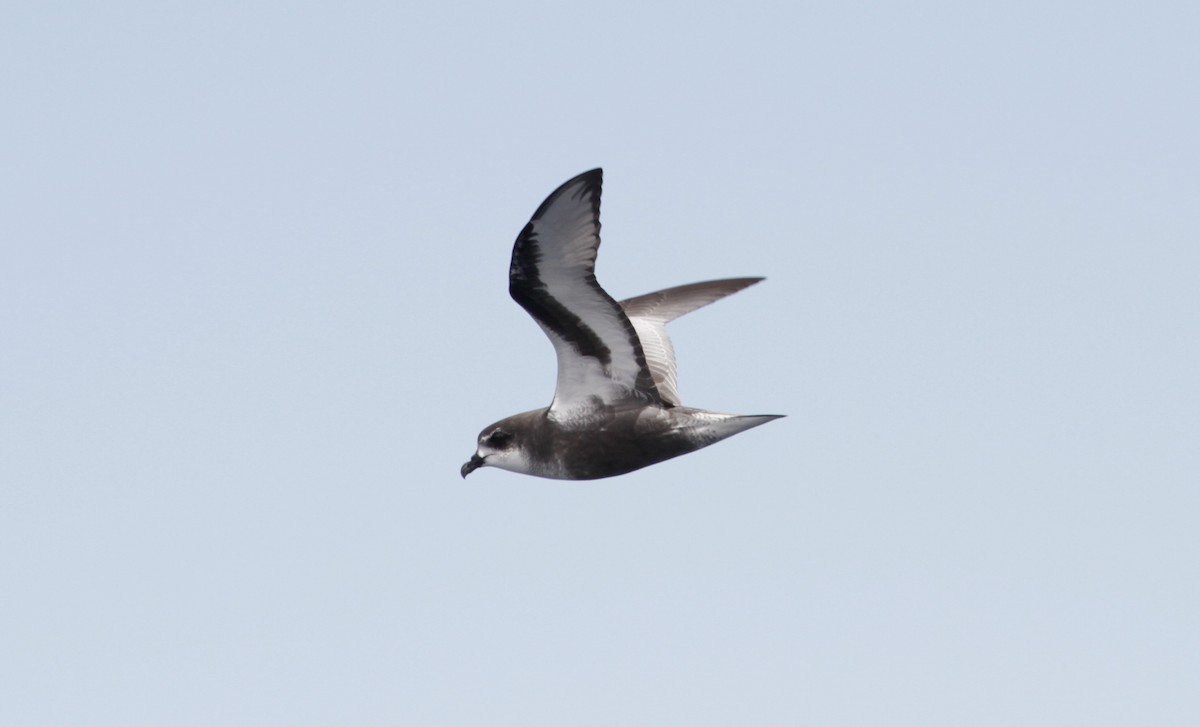 Mottled Petrel - ML97815181