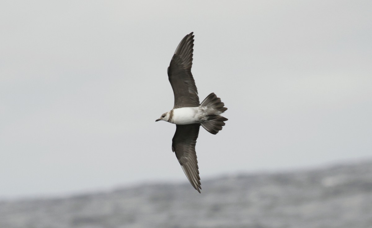 Long-tailed Jaeger - Paul Brooks