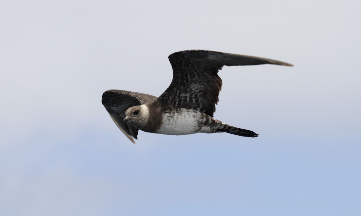 Long-tailed Jaeger - Paul Brooks