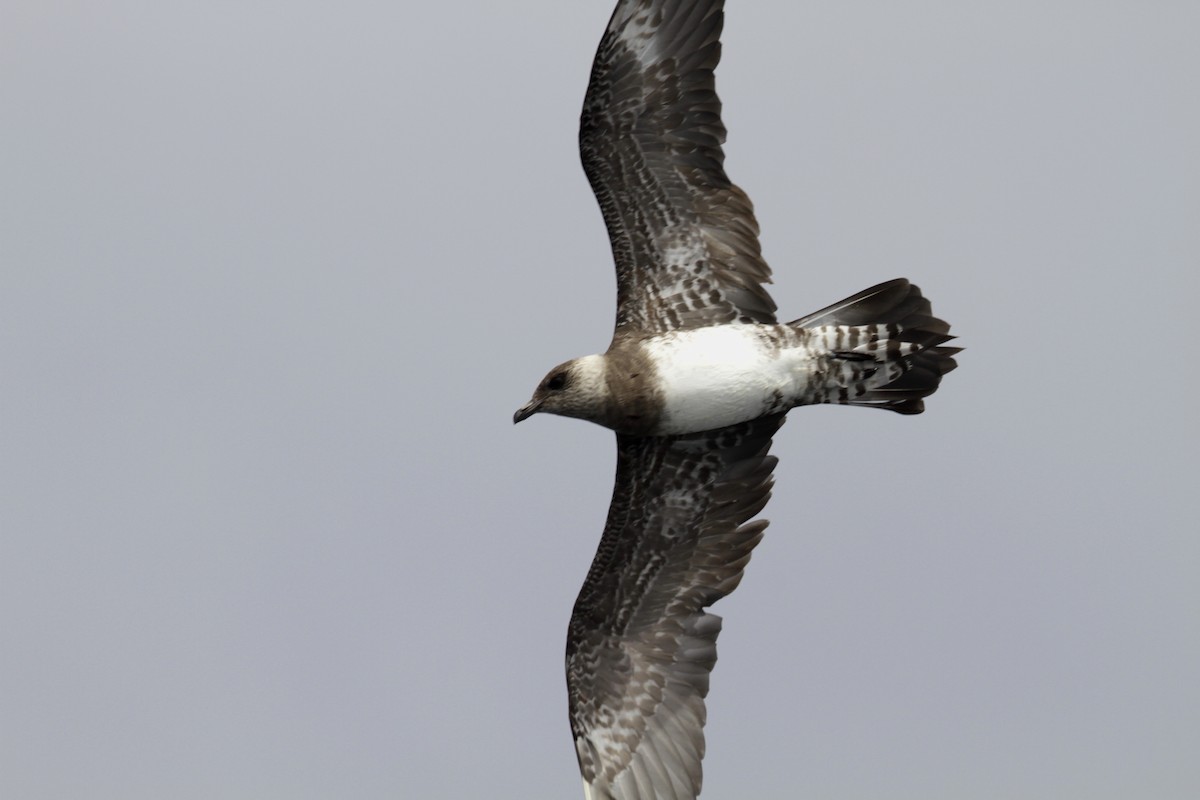 Long-tailed Jaeger - Paul Brooks