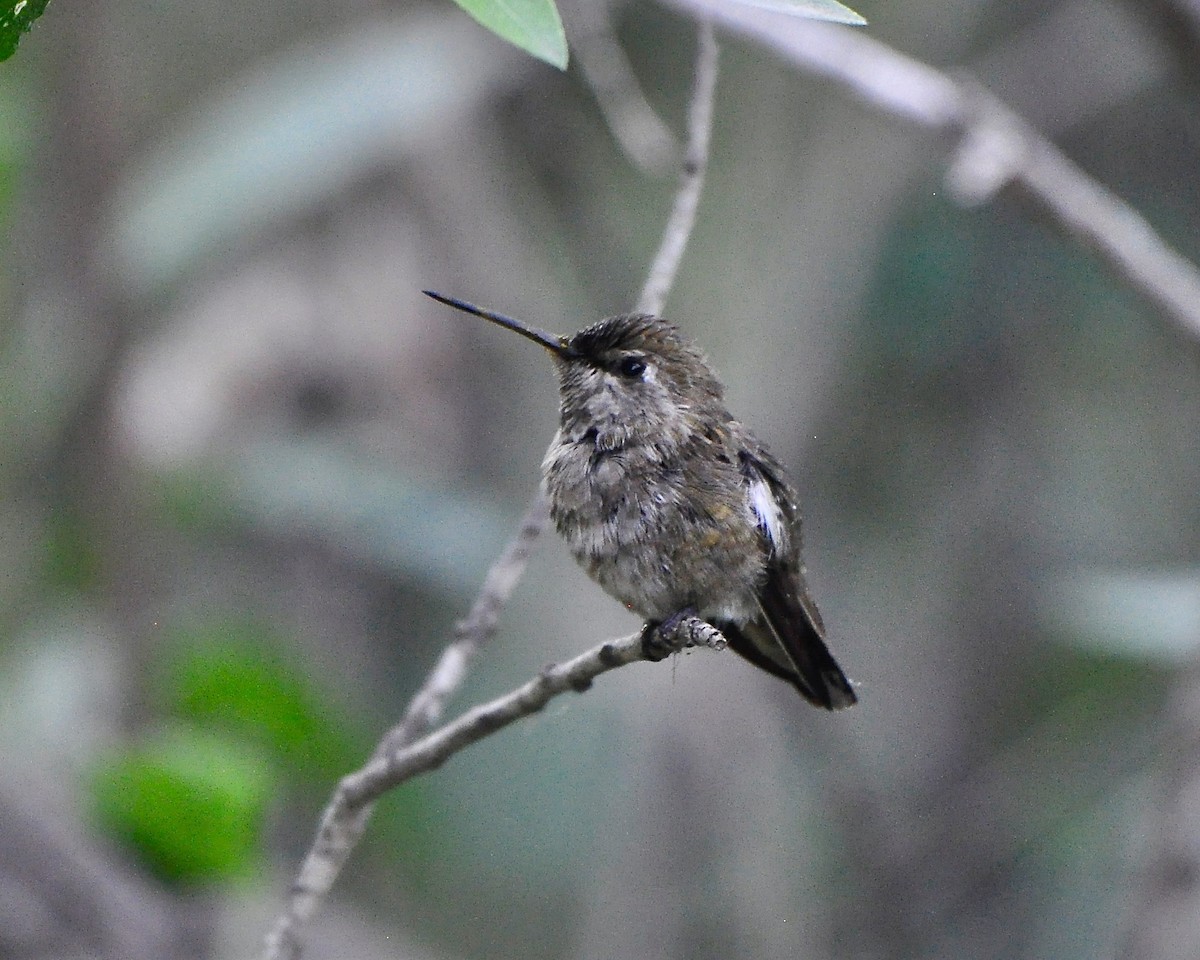 Costa's Hummingbird - ML97816311