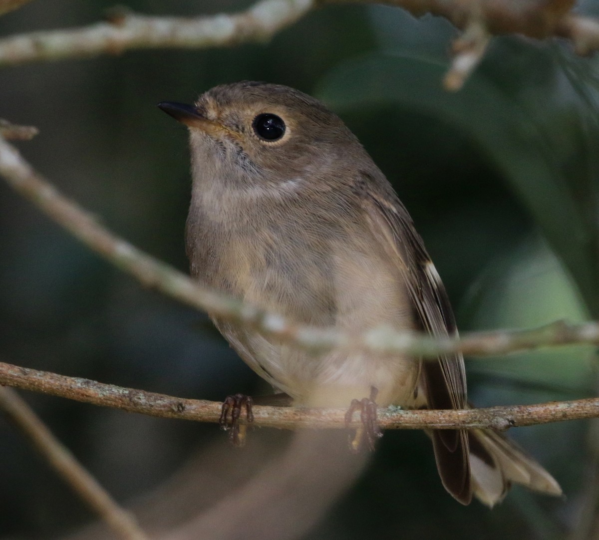 Petroica Rosada - ML97817881