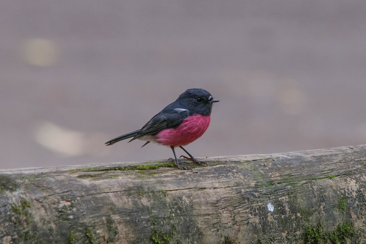Pink Robin - Adam Fry