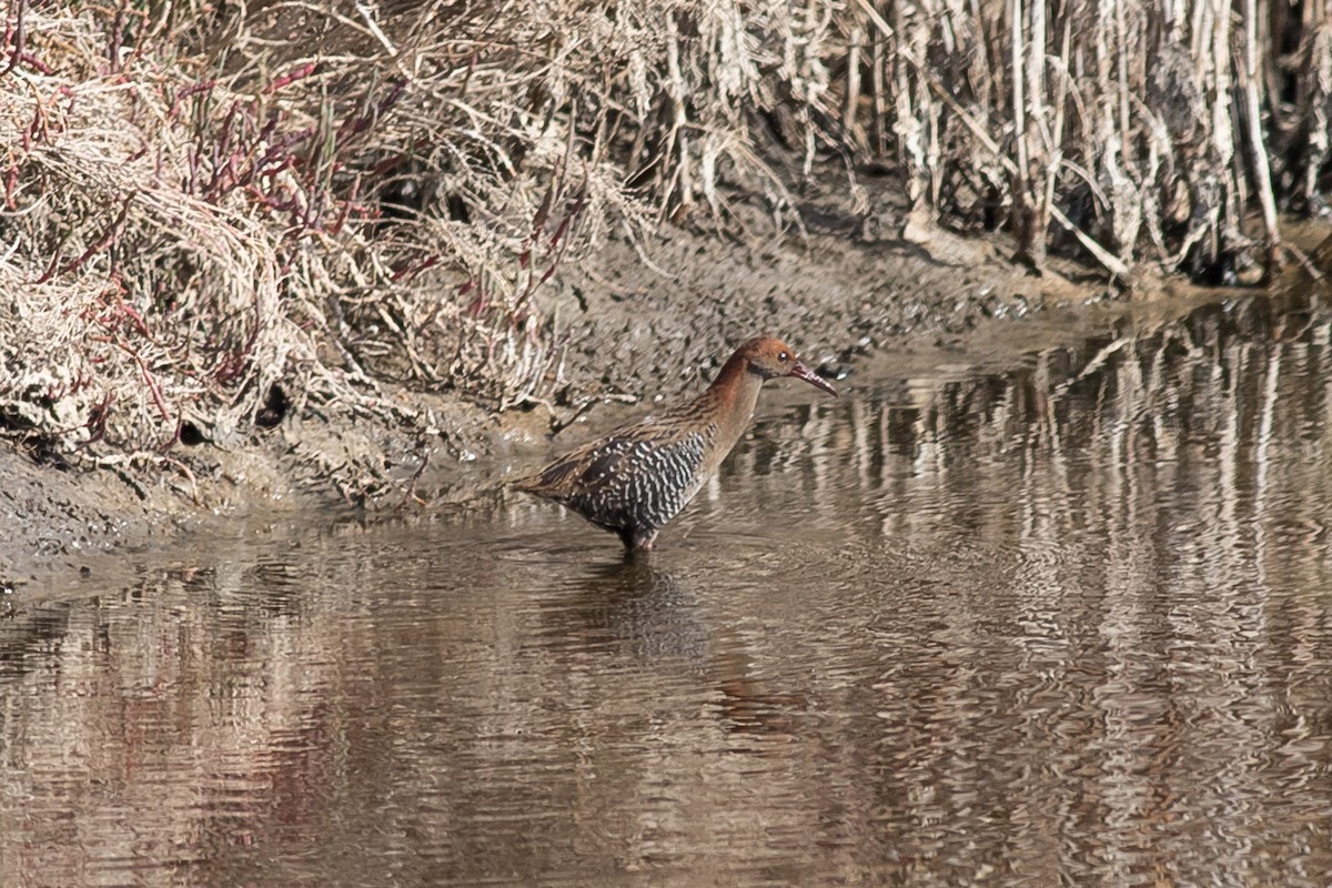 Lewin's Rail - ML97819021