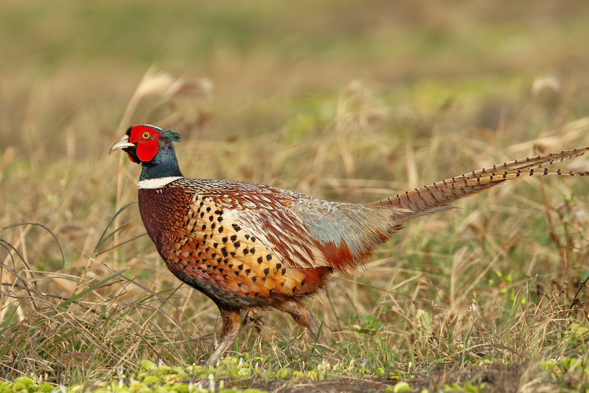 Ring-necked Pheasant - ML97820601