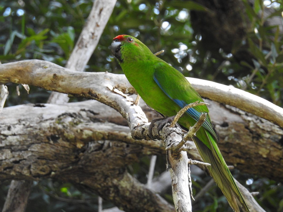 Norfolk Island Parakeet - Tod Spencer