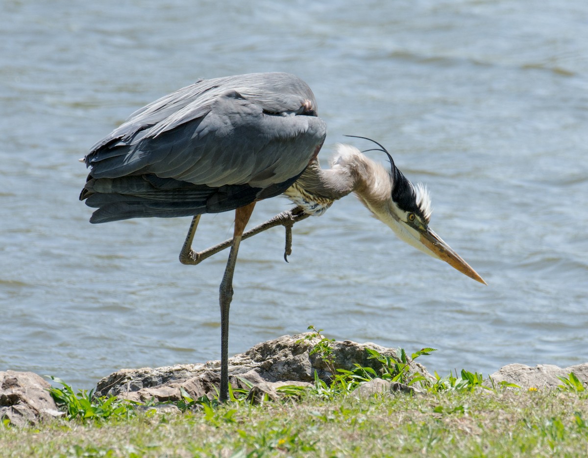 Great Blue Heron (Great Blue) - Jack and Shirley Foreman