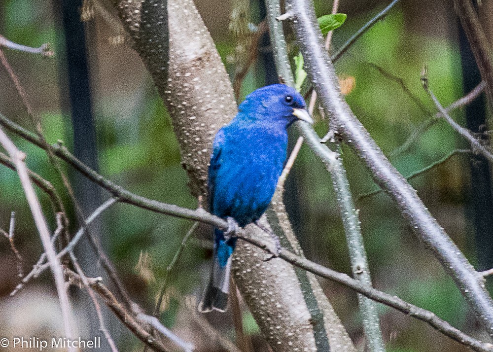 Indigo Bunting - ML97822051