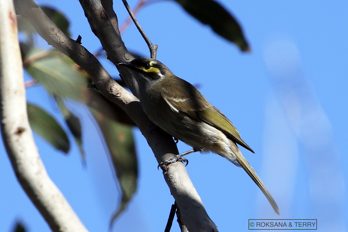 Yellow-faced Honeyeater - ML97822891