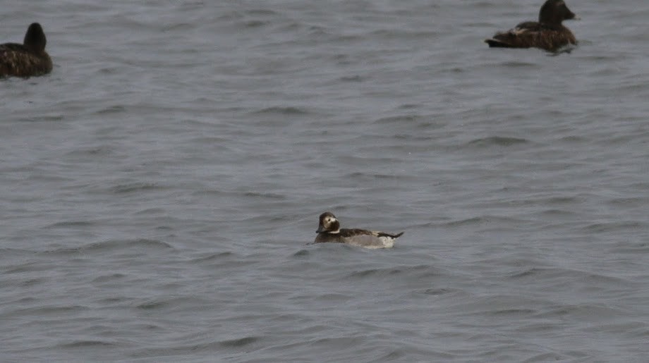 Long-tailed Duck - ML97822901