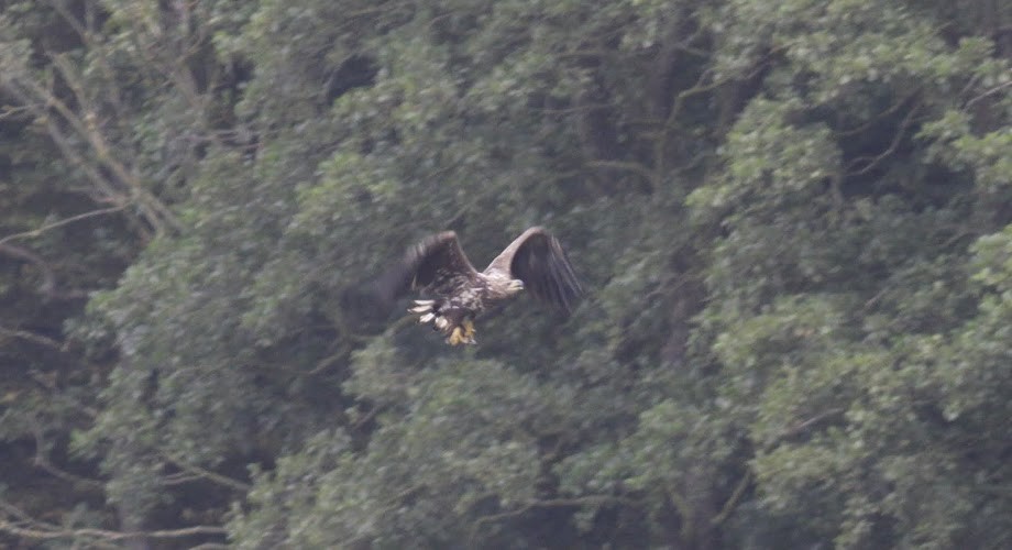 White-tailed Eagle - ML97824151