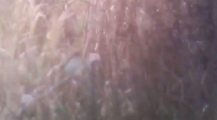 ťuhýk hnědý (ssp. cristatus/confusus) - ML97824771