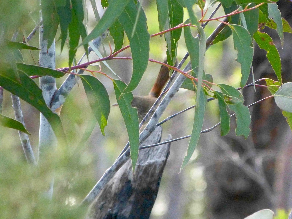 Chestnut-rumped Heathwren - ML97825171