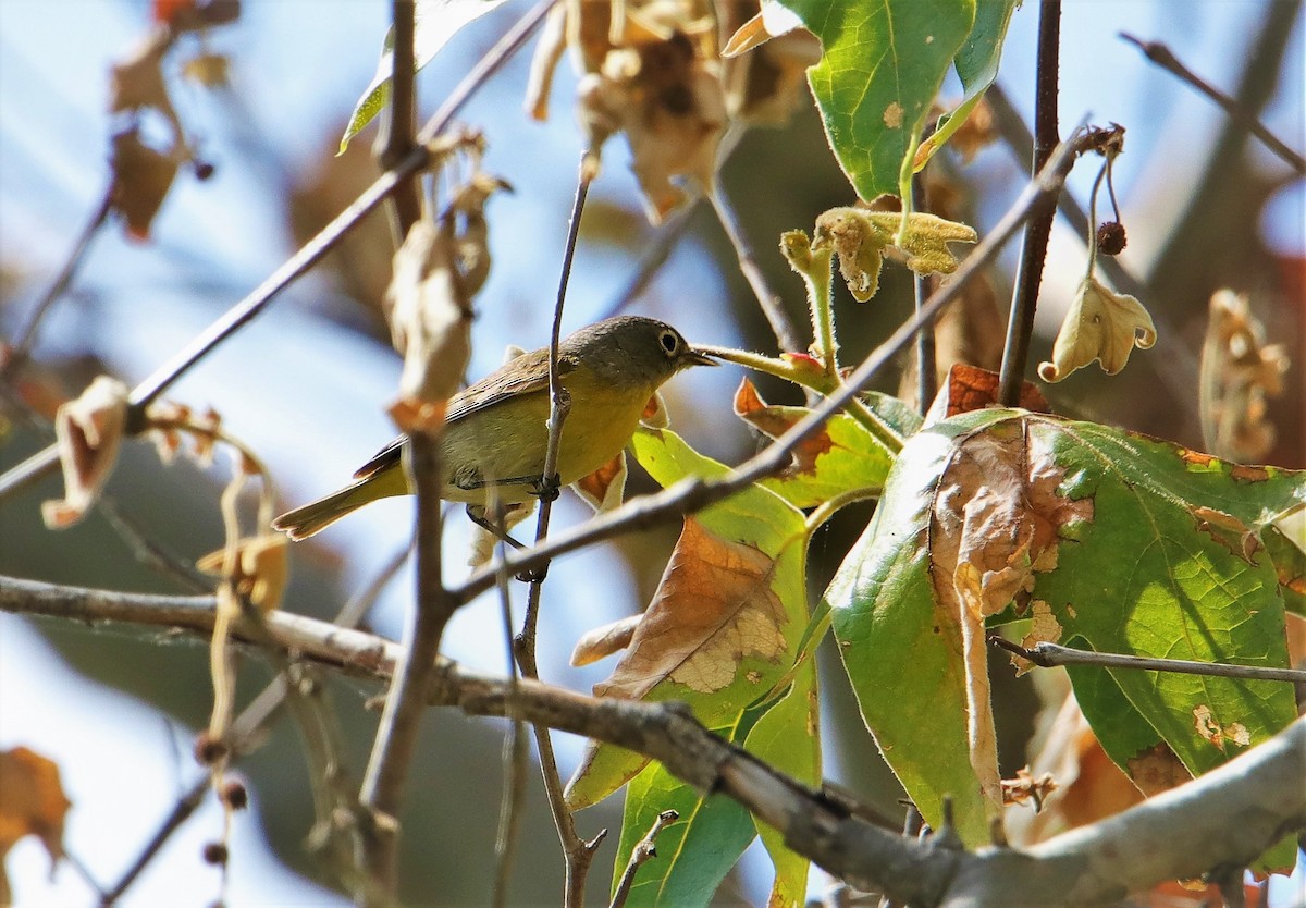 Nashville Warbler - Albert Linkowski