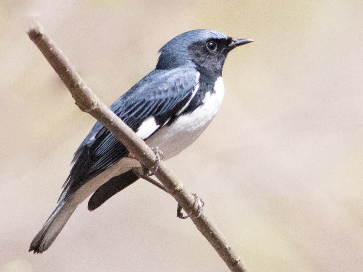 Black-throated Blue Warbler - ML97826341