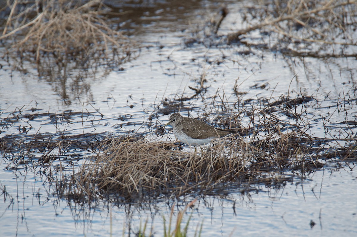 Solitary Sandpiper - ML97827201