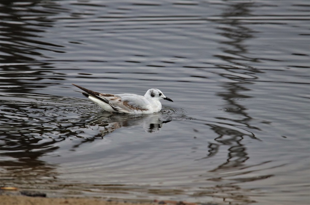 Bonaparte's Gull - ML97827561