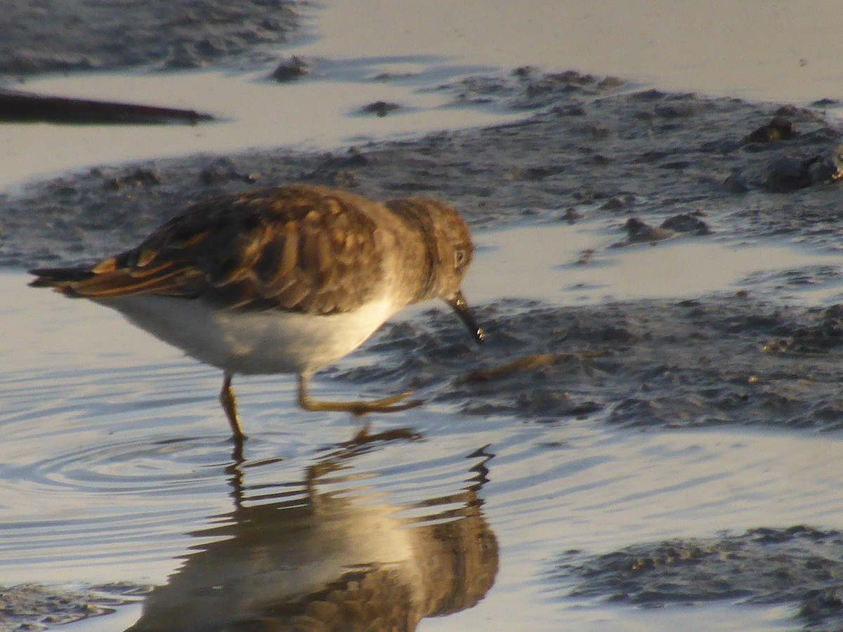 Temminck's Stint - ML97827591