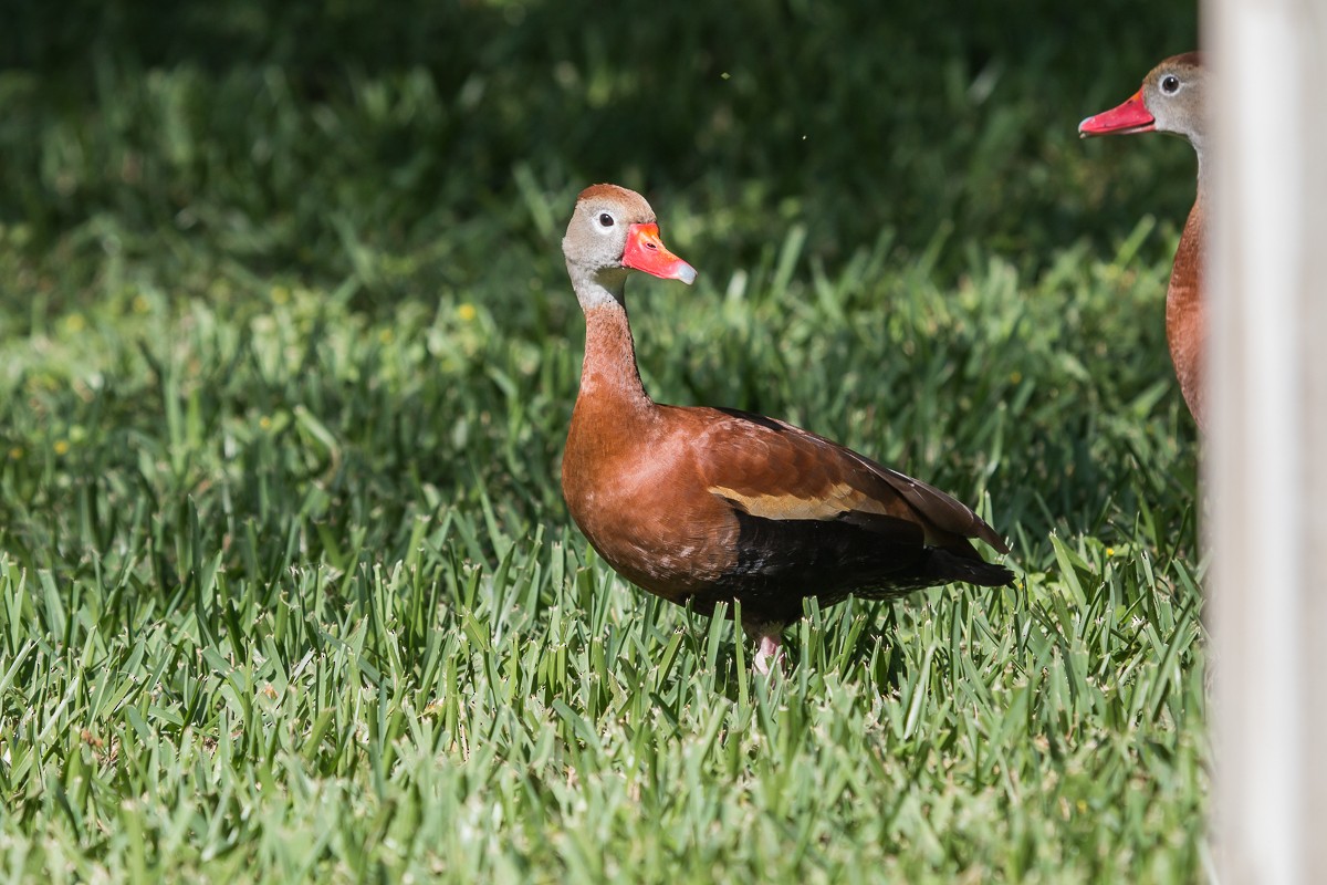 Black-bellied Whistling-Duck - ML97828251