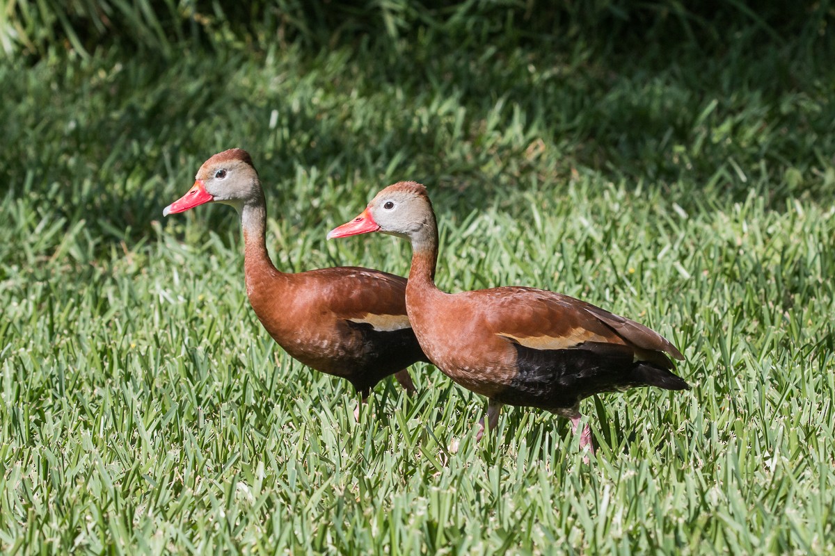 Black-bellied Whistling-Duck - ML97828361