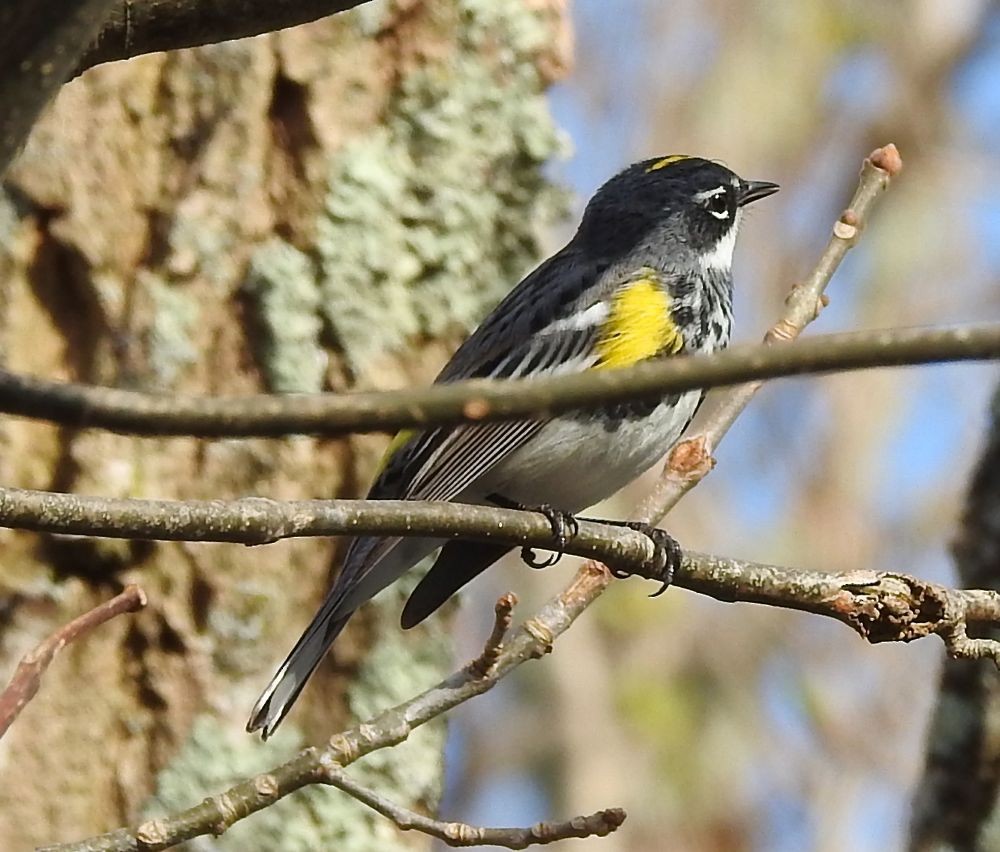 Yellow-rumped Warbler - ML97828391