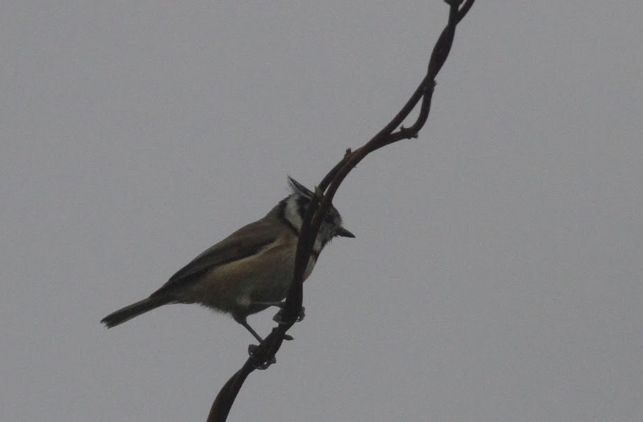 Crested Tit - Anton Liebermann