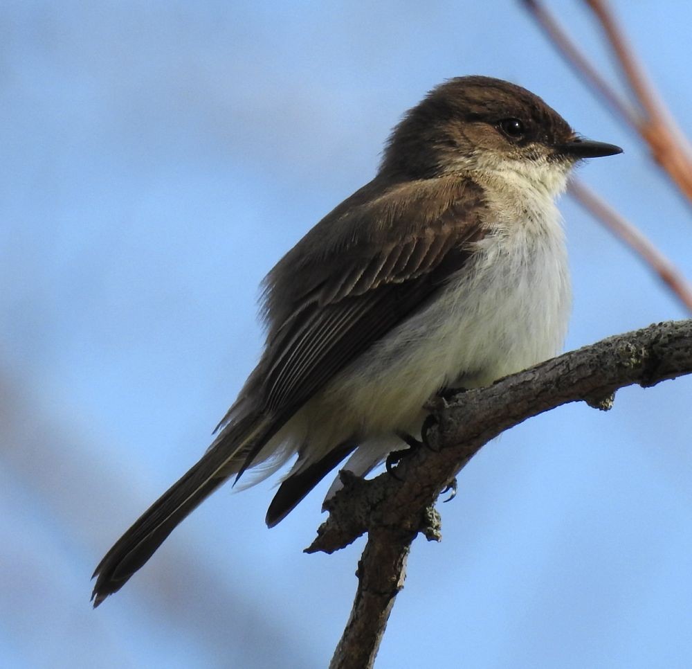 Eastern Phoebe - ML97828611