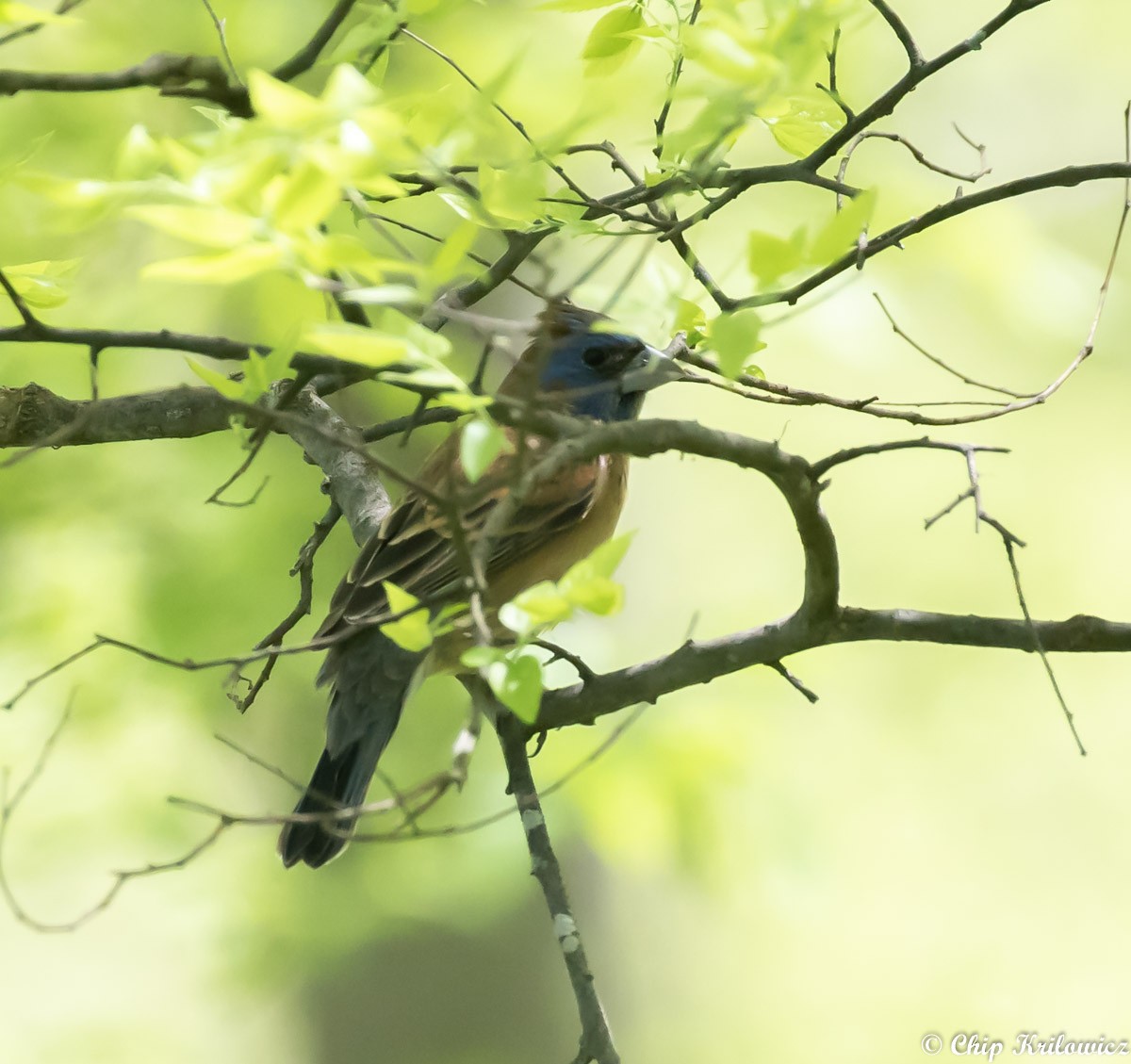 Blue Grosbeak - Chip Krilowicz