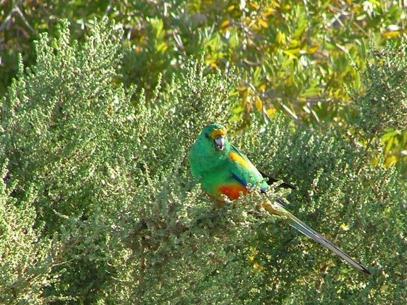 Разноцветный попугайчик - ML97829571
