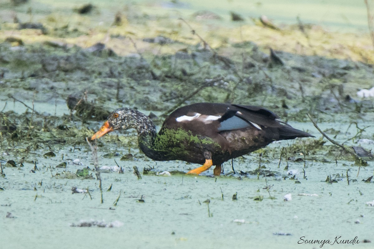 White-winged Duck - Soumya Kundu